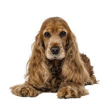 Handsome Brown Senior Cocker Spaniel Dog, Laying Down Facing Front. Head Up. Looking Towards Camera. Isolated Cutout On A Transparent Background.