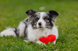 Blue merle dog holding red plush heart outdoors