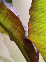 Wall Mural - Closeup of green exotic tropical palm leaves. Summer nature background