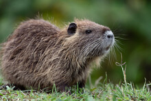 Close Up Of An Entire Nutria In The Grass