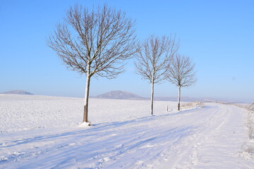 Poster - verschneite Allee