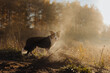 Dog in the forest with fog at the sun