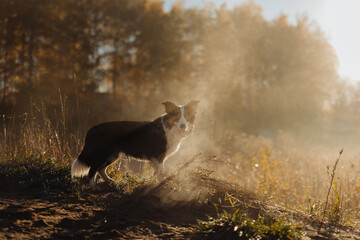 Wall Mural - Dog in the forest with fog at the sun