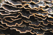 Many Mushroom Parasites That Grow On A Tree Or A Stump Trametes Versicolor