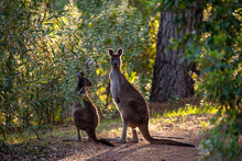Kangaroo Mother And Baby
