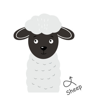 Fototapete - Sheep . Cartoon character . Vector .