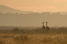 Couple Of Sarus Crane Standing On Fields In The Morning