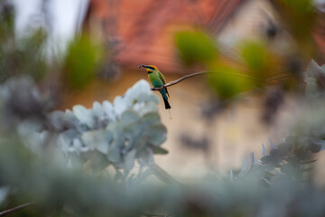 Wall Mural - rainbow bee eater