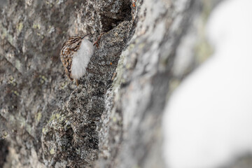 Poster - On the rocks, fine art portrait of the Eurasian treecreeper (Certhia familiaris)