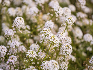 Dainty purple and white flowers of Lobularia maritima Alyssum maritimum, sweet alyssum or sweet alison