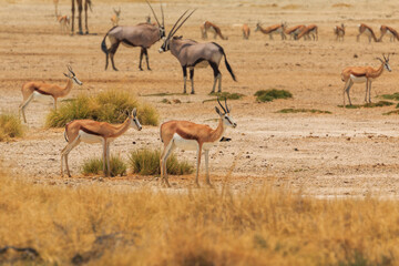  Springbok in natural habitat in Etosha National Park in Namibia.