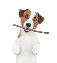 Playful Jack Russell Terrier Holds Stick In It Mouth. Isolated On White Background
