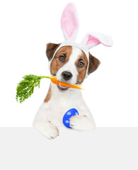 Poster - Jack russel terrier puppy wearing easter rabbits ears looks above empty white banner, holds carrot in it paw and holds painted egg. Isolated on white background