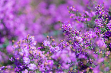 Wall Mural - Beautiful purple daisy blooming in the garden, blurred image for background.