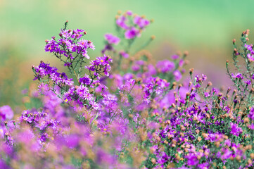 Wall Mural - Beautiful purple daisy blooming in the garden, blurred image for background.