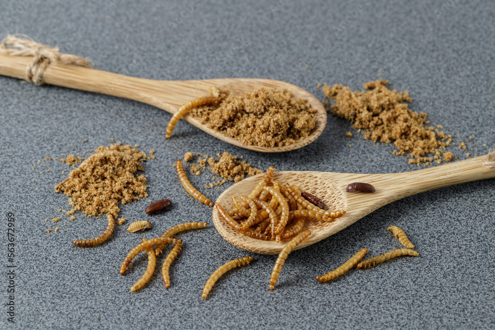 Table Worm Edible mealworms and flour in a wooden spoons on grey granite table ...
