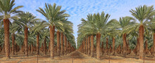 Date Palm Trees In Mediterranean Date Palm Plantation