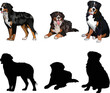 Bernese Mountain silhouettes. Laying, sitting, standing dog. Cute dog characters in various poses, design for print, cute cartoon vector set, in different poses. One color design. Berner Sennenhund.