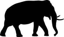Silhouette Large African Elephant On A White Background