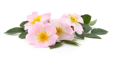 Sticker - A twig with a rosehip flower.