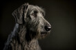 Adult Irish wolfhound against dark background. Generative AI