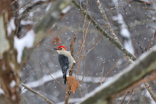 Red-bellied Woodpecker In The Winter Snow