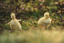 Gosling Goose Or Duck Family In Spring, Small Baby Bird Animal In Wild Nature, Group Of Young Cute Yellow Fluffy Feather Water Bird Using Beak On Green Grass, Mother Using Wing For A Chick