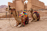Wielbłądy wycieczki zabytki Jordania