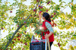 Harvesting apples, woman on ladder picking red ripe apples from tree