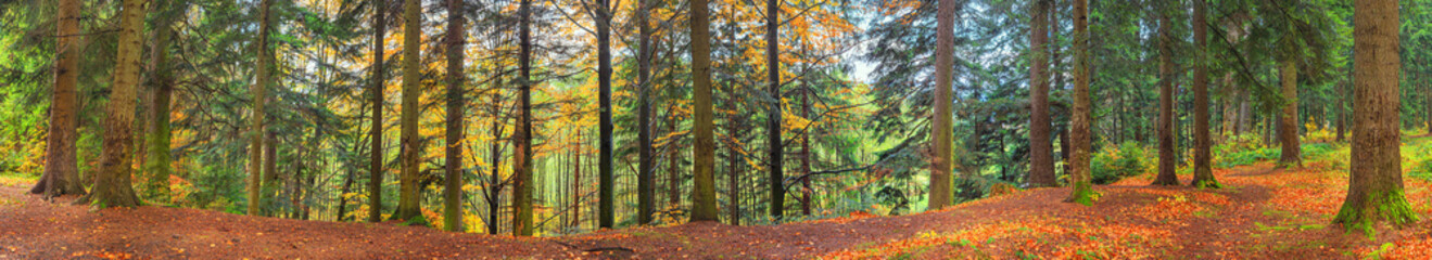 Wall Mural - Autumn landscape, panorama, banner - view of autumn forest in mountainous area in early morning, Carpathians, Ukraine