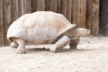 Giant Tortoise Walks Across The Enclosure On A Sunny Day