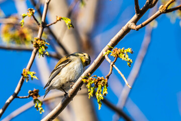 Wall Mural - Goldfinch on a branch in the spring