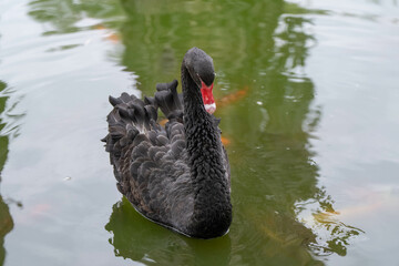 Wall Mural - black swan gets a close up swimming in the pond on a sunny day