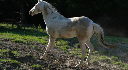 Wall Mural - Dirty and muddy white horse on Texas rural farm outdoors, animal having fun.