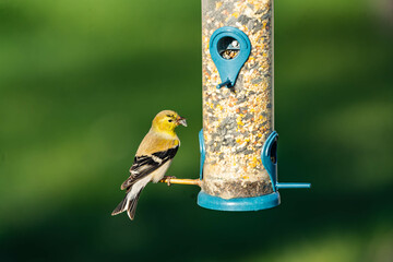 Wall Mural - a bird on a feeder