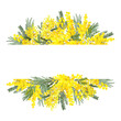 Floral  frame of mimosa flowers. Yellow spring border
