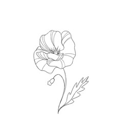 Wall Mural - Line art illustration flower poppy sketch botany tattoo