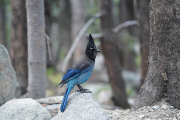 Canvas Print - blue jay bird