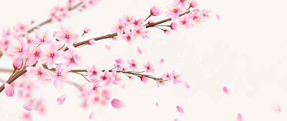 Wall Mural - luxury art background with pink sakura flowers hand drawn in a watercolor style. botanical banner fo