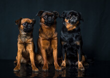 Three Cute Dogs Posing For A Photo On A Black Background