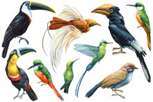 Collection Birds, Jacamar, Toucan, Hummingbird And Hornbill. Tropical Watercolor Illustration Isolated White Background.