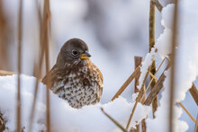 Fox Sparrow Peeks Over Pile Of Snow
