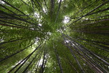 Fototapeta Na ścianę - Looking straight up in a thick bamboo forest