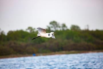 Wall Mural - Great egret