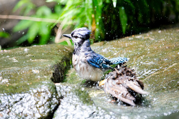 Wall Mural - Blue jay