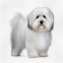 Coton De Tulear Full Body Image With White Background Ultra Realistic



