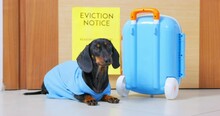 Upset Domestic Dog Lies On Floor Near Blue Suitcase Against Sign Eviction Notice On Door. Sad Homeless Dachshund Walks Searching New Owner