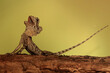 Leinwanddruck Bild - The frilled dragon baby (Chlamydosaurus kingii) is showing aggressive behavior.