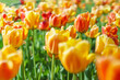 darwin hybrids tulips beauty of apeldoorn