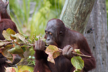 Baby orangutan